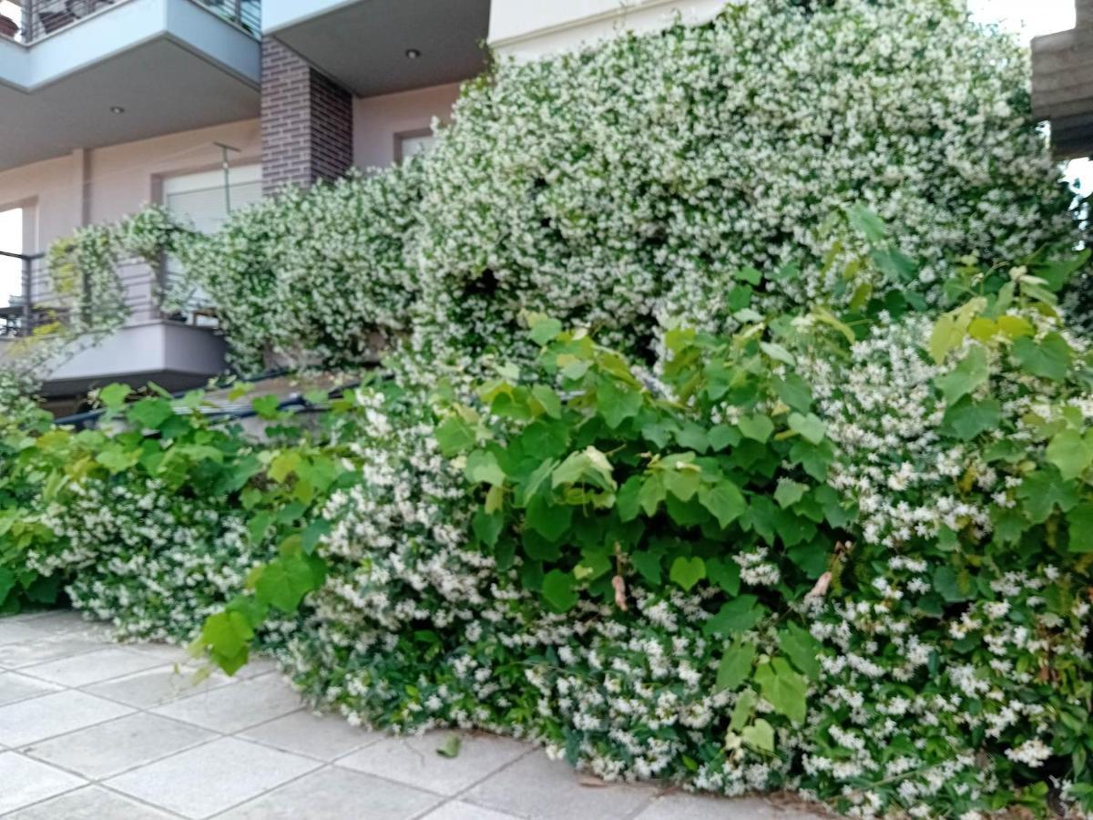 Stella'S Jasmine Apartment Tesalonika Bagian luar foto
